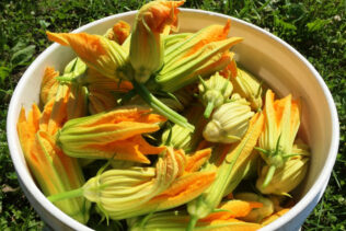 Bio-Saveur - la beauté et le gout des fleurs de zucchini